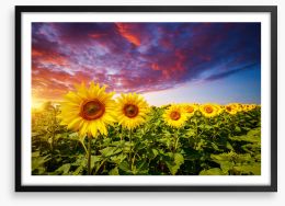 Sunflower storm Framed Art Print 457609310