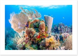Underwater Art Print 458903444