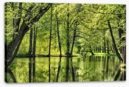 Forests Stretched Canvas 459357905