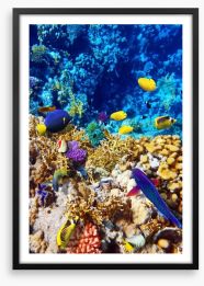 Red Sea reef Framed Art Print 46219843