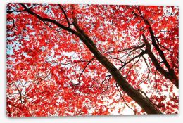 Red Japanese maple Stretched Canvas 46244964