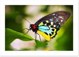Butterflies Art Print 46275254
