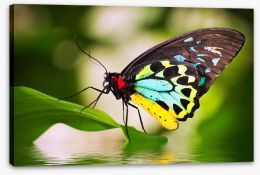 Butterflies Stretched Canvas 46275254
