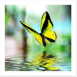 Butterflies Art Print 46364384