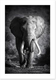 Elephant bull Art Print 46494334