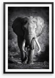 Elephant bull Framed Art Print 46494334