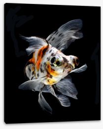 Fish / Aquatic Stretched Canvas 46578652
