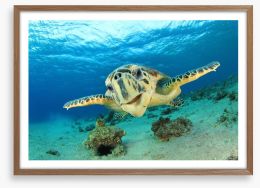Hawksbill sea turtle Framed Art Print 46593208