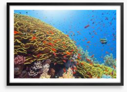 Golden cabbage coral Framed Art Print 466249495