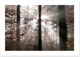 Autumn forest sunbeam Art Print 46810700