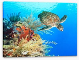 Turtle in the coral Stretched Canvas 46969332