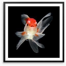 Fish / Aquatic Framed Art Print 47104054