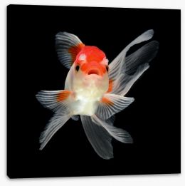 Fish / Aquatic Stretched Canvas 47104054