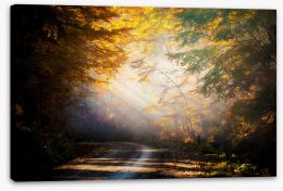 Forests Stretched Canvas 47161821