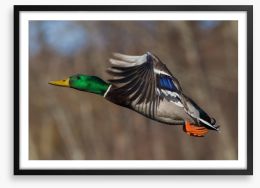 Flying duck Framed Art Print 472764974
