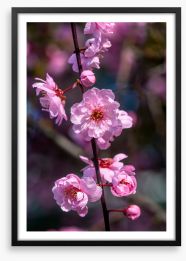 Bellevue blossoms Framed Art Print 472888813