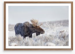 Frosty moose Framed Art Print 472892332