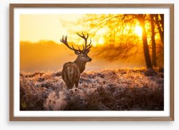 Red deer in the morning sun Framed Art Print 47340232