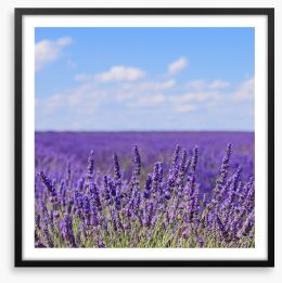 Lavender blooms in Provence Framed Art Print 47536416