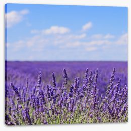 Lavender blooms in Provence Stretched Canvas 47536416