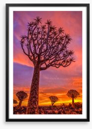 Quiver tree sundown Framed Art Print 475378984