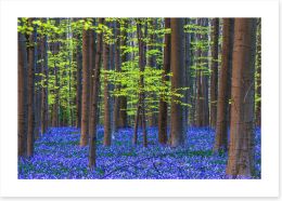 Forests Art Print 475405386