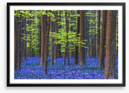 Blooming bluebells Framed Art Print 475405386