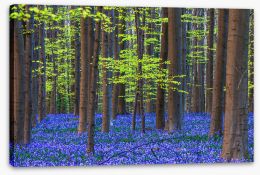 Forests Stretched Canvas 475405386