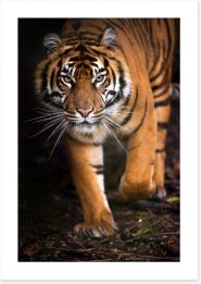 Stalking tiger Art Print 47942567