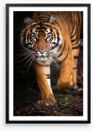 Stalking tiger Framed Art Print 47942567