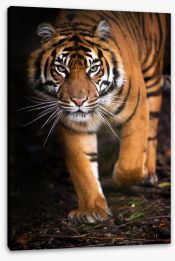 Stalking tiger Stretched Canvas 47942567