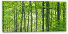 Forests Stretched Canvas 479946159