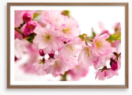 Tender cherry blooms Framed Art Print 48086885