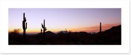 Saguaro cactus at sunrise Art Print 48108457