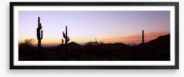 Saguaro cactus at sunrise Framed Art Print 48108457