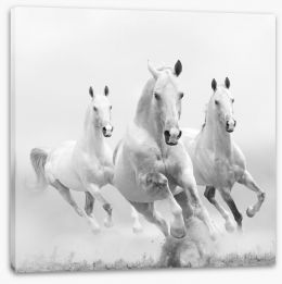 Wild white horses Stretched Canvas 48172721