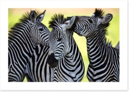 Kissing zebras Art Print 48214910