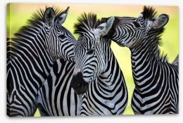 Kissing zebras Stretched Canvas 48214910