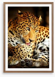 A lick of the paw Framed Art Print 48408489
