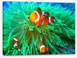 Nemo found Stretched Canvas 4853323