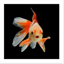 Fish / Aquatic Art Print 48726058