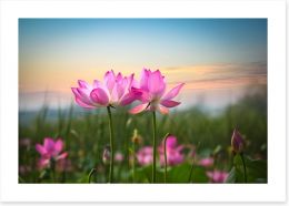 Lotus flower sunset Art Print 48748311