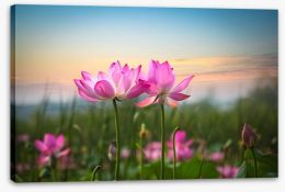 Lotus flower sunset Stretched Canvas 48748311