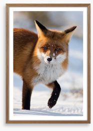 Cold feet fox Framed Art Print 48996399