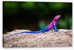 Reptiles / Amphibian Stretched Canvas 49042442