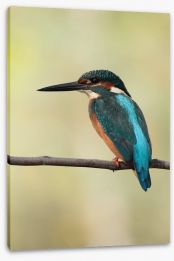 Majestic Kingfisher Stretched Canvas 49106768