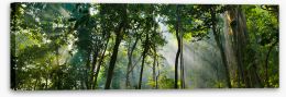 Forests Stretched Canvas 491471254