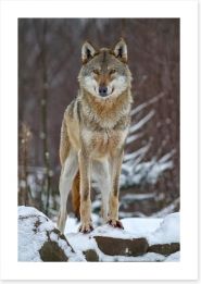 Winter wolf Art Print 49213277