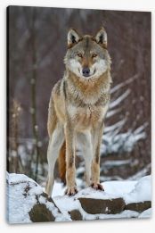 Winter wolf Stretched Canvas 49213277