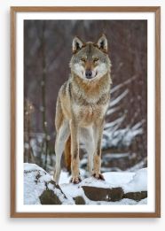 Winter wolf Framed Art Print 49213277